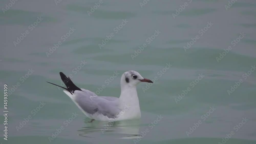 Seagulls floating on water surface of river or sea HD nature video. Gull birds swims on waves Seagulls floating on water surface of river or sea HD nature video. Gull birds swims on waves