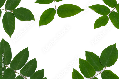 Green leaves with branches isolated on white background with copy space in the center