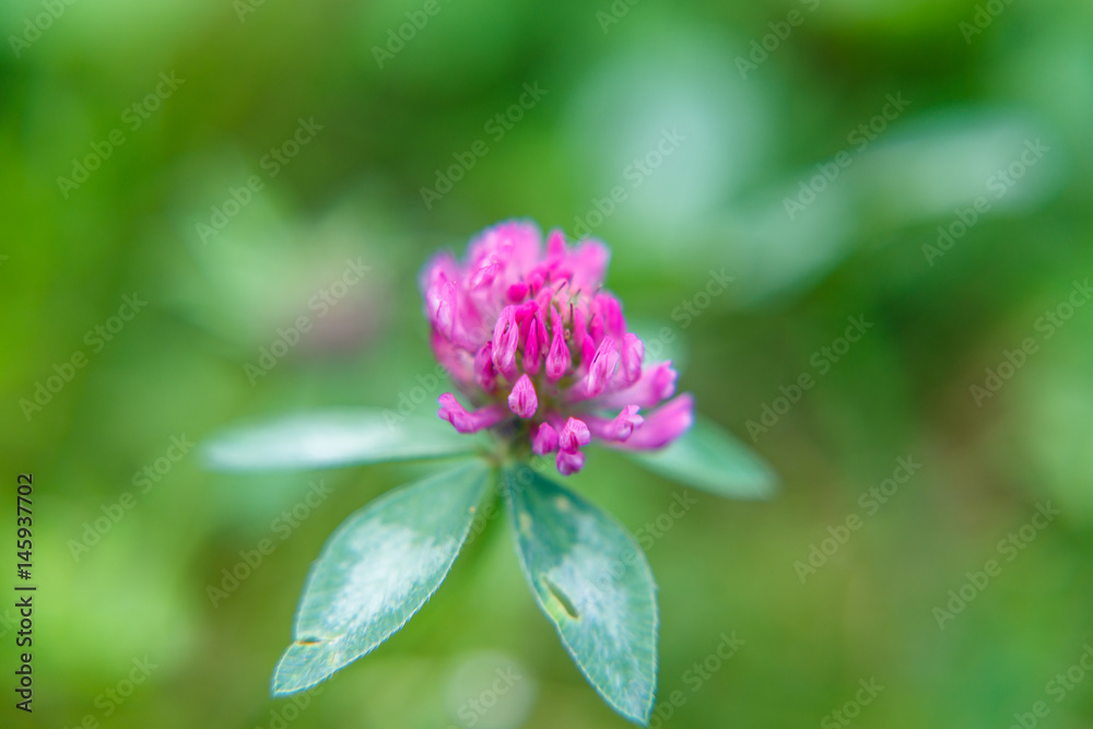 clover flower clover flower