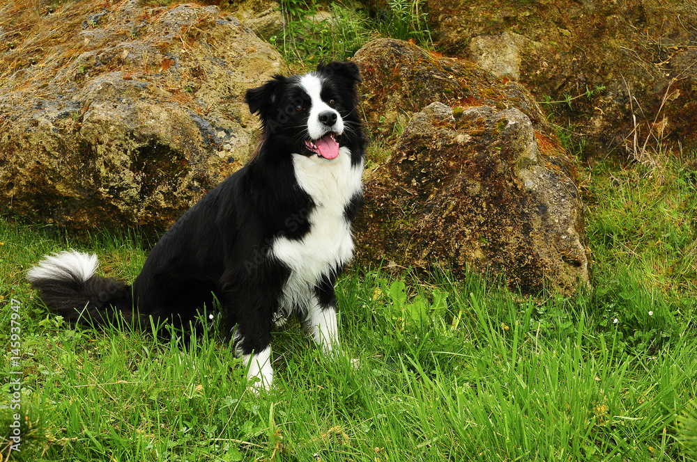 Fototapeta premium Border Collie dog