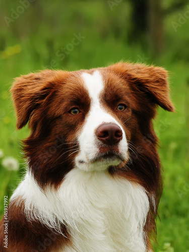  Border Collie dog