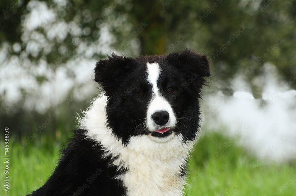  Border Collie dog