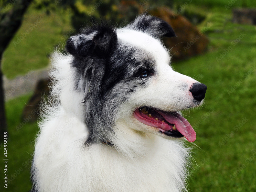  Border Collie dog