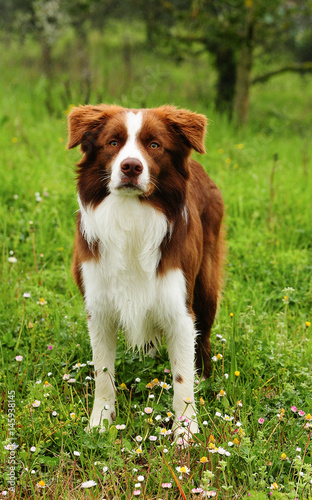  Border Collie dog © Ricant Images