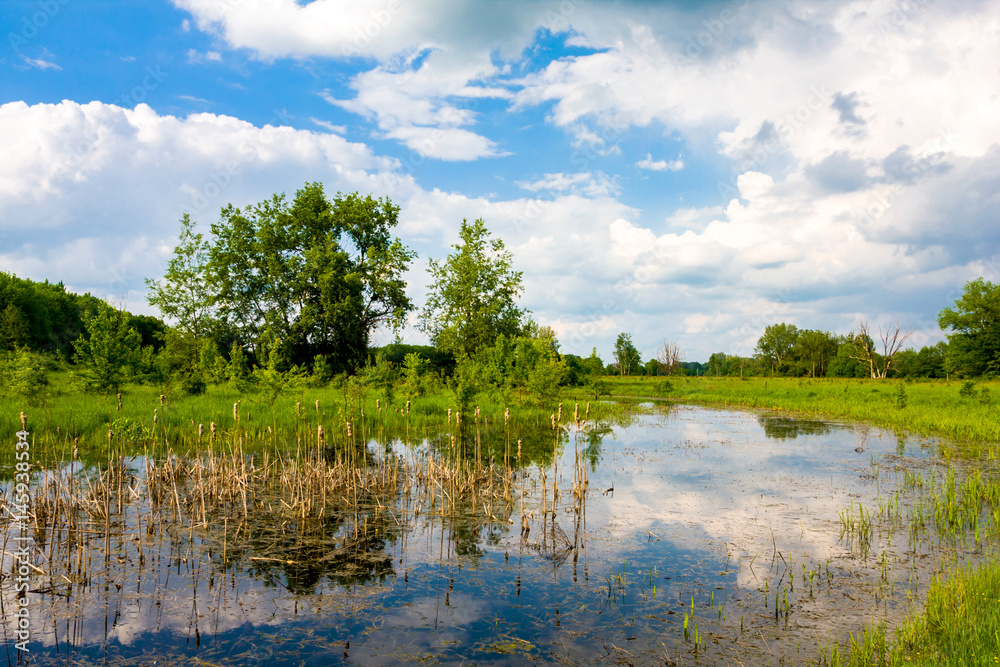Fototapeta premium spring in steppe