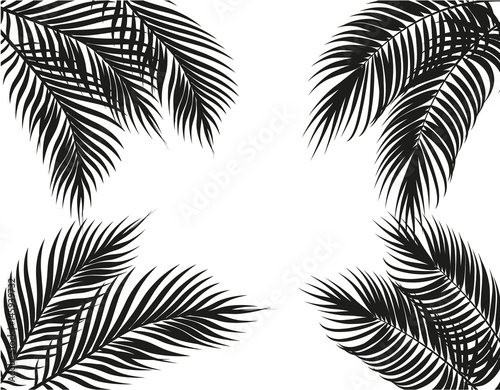 Tropical black and white palm leaves on four sides. Set. Isolated on white background. illustration