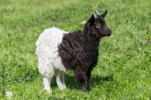 Walliser Schwarzhalsziege