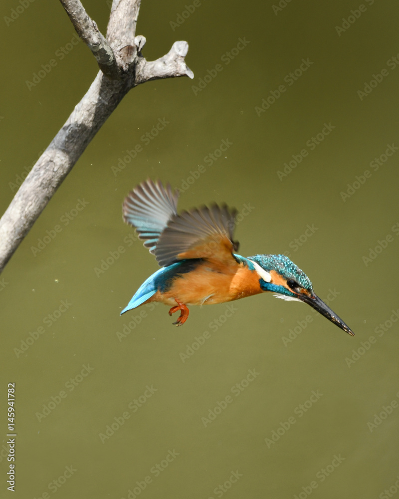 Obraz premium カワセミの飛び出し
