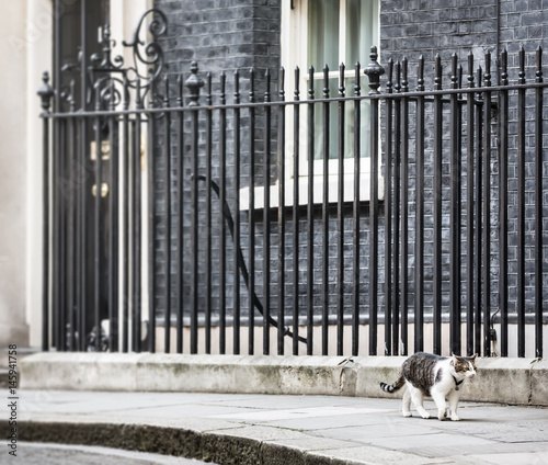 10 Downing Street Chief Mouser cat