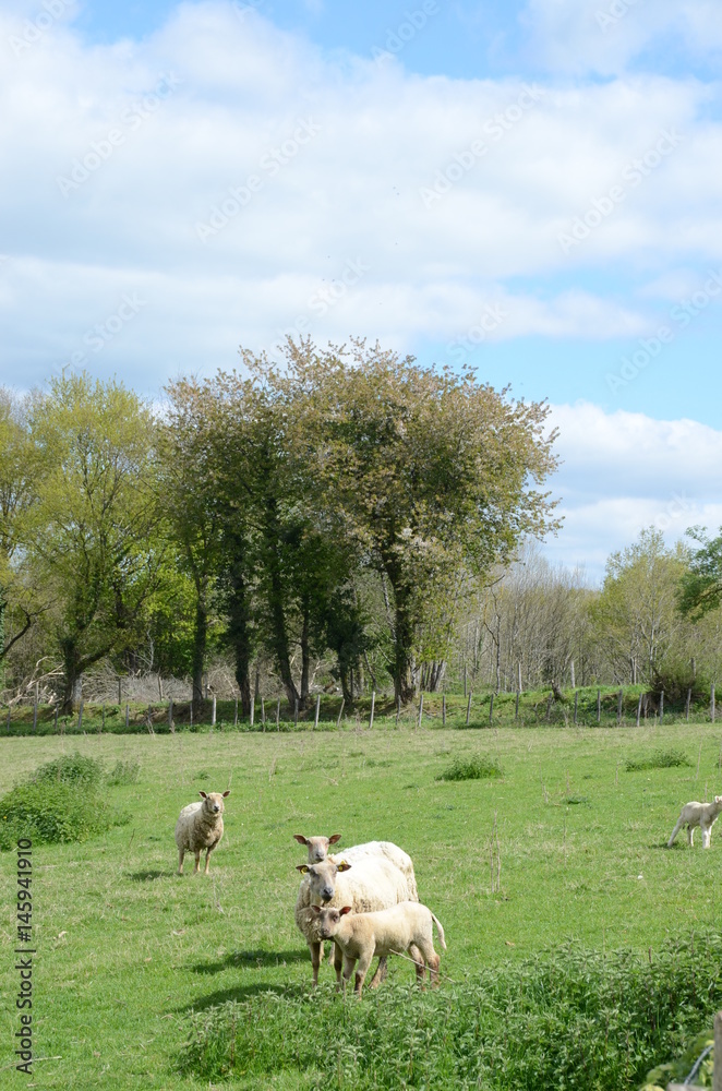 Obraz premium farm