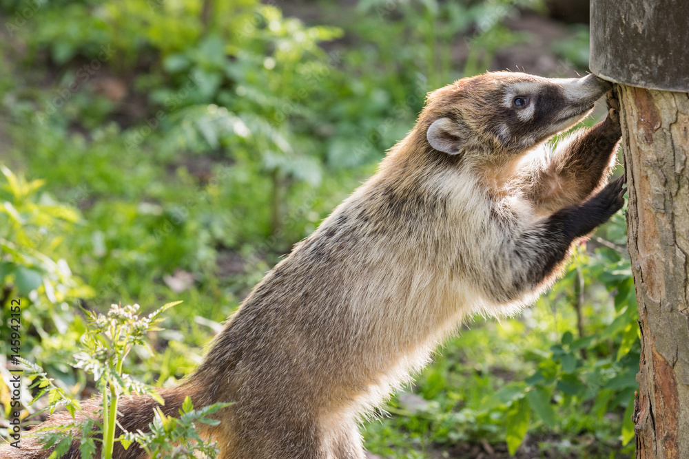 The red wearer stands by the tree and picks the beetles and she is.