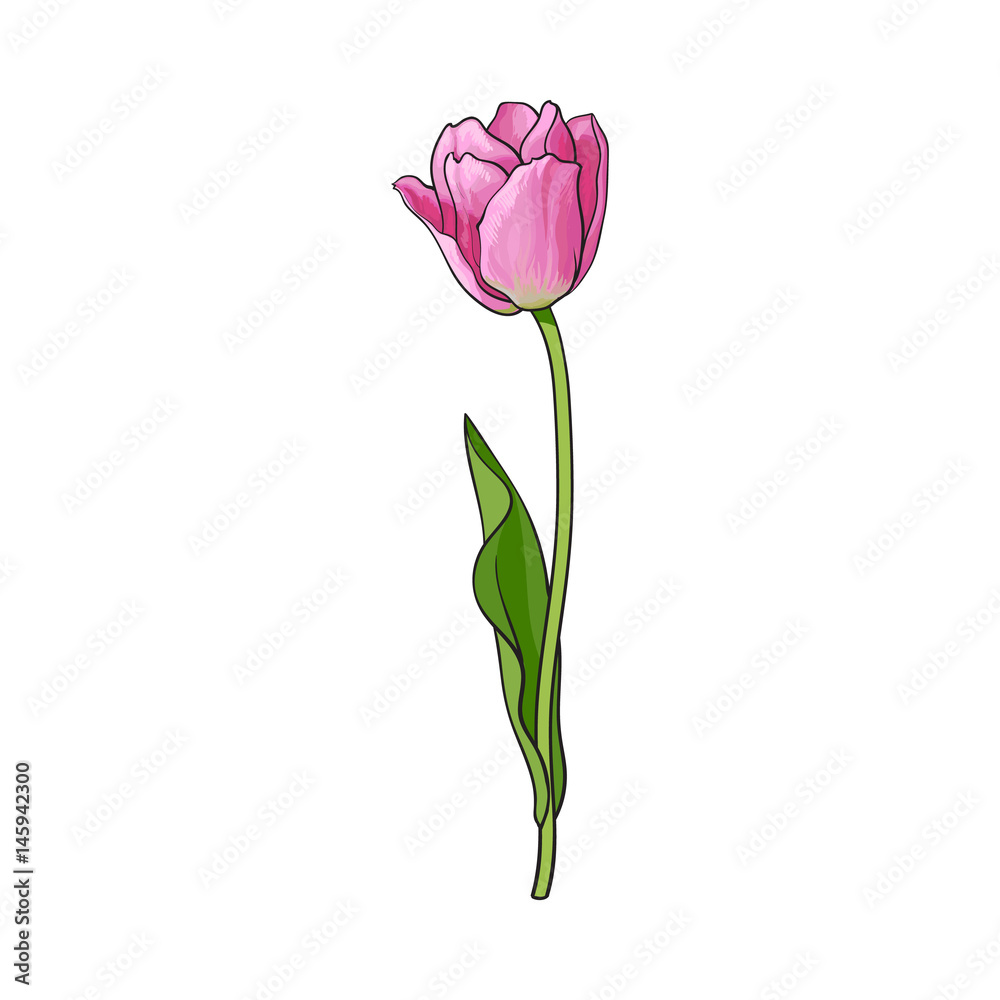 Hand drawn of side view pink open tulip flower, sketch style ...