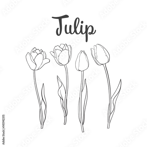 Hand drawn set of side view black and white open and closed tulip flower, sketch style vector illustration isolated on white background. hand drawing of tulip flowers, decoration element