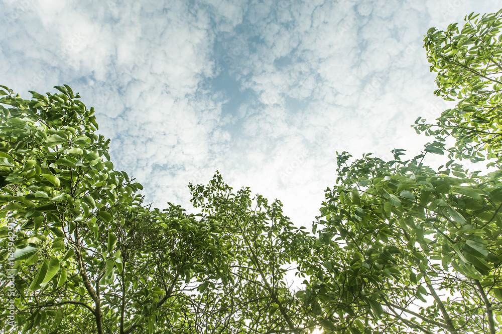 Obraz premium Residential district in summer