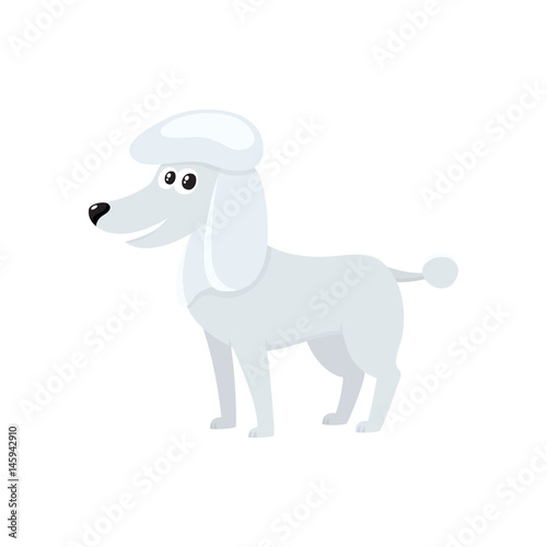 Cute  well groomed  purebred white poodle dog character  cartoon vector illustration isolated on white background. Lovely white poodle dog character  mouth open  colorful cartoon illustration