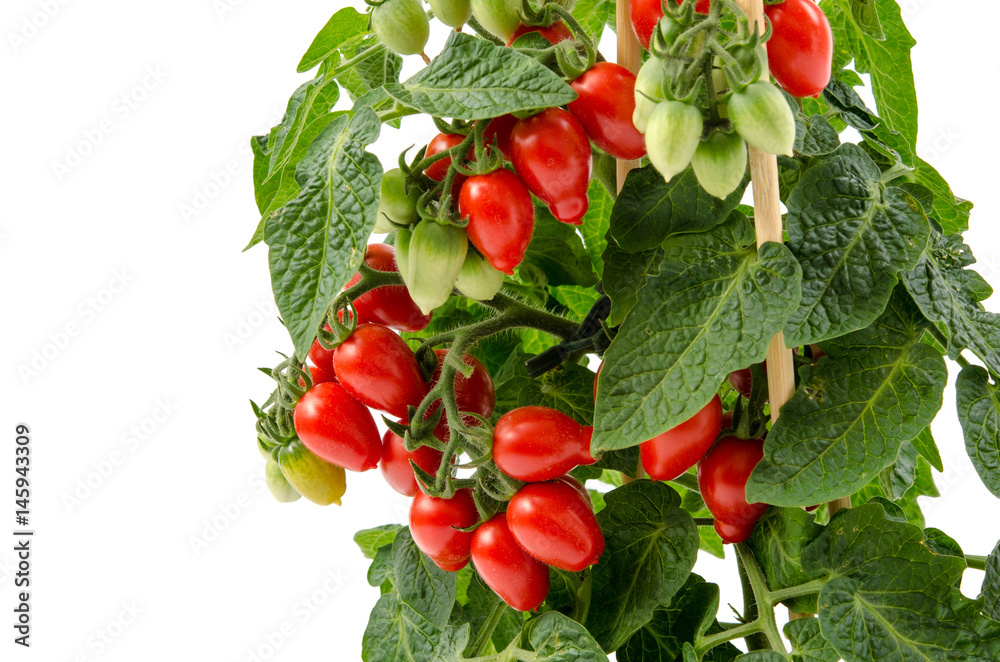 Tomatenpflanze mit Tomaten Stock Photo Adobe Stock