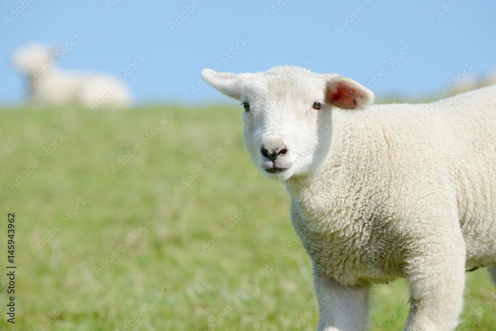 Sheep lamb standing on pasture and looking Sheep lamb standing on pasture and looking