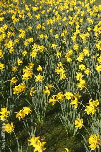 Fototapeta Naklejka Na Ścianę i Meble -  Narzissenblüte  (Narcissus Pseudonarcissus)