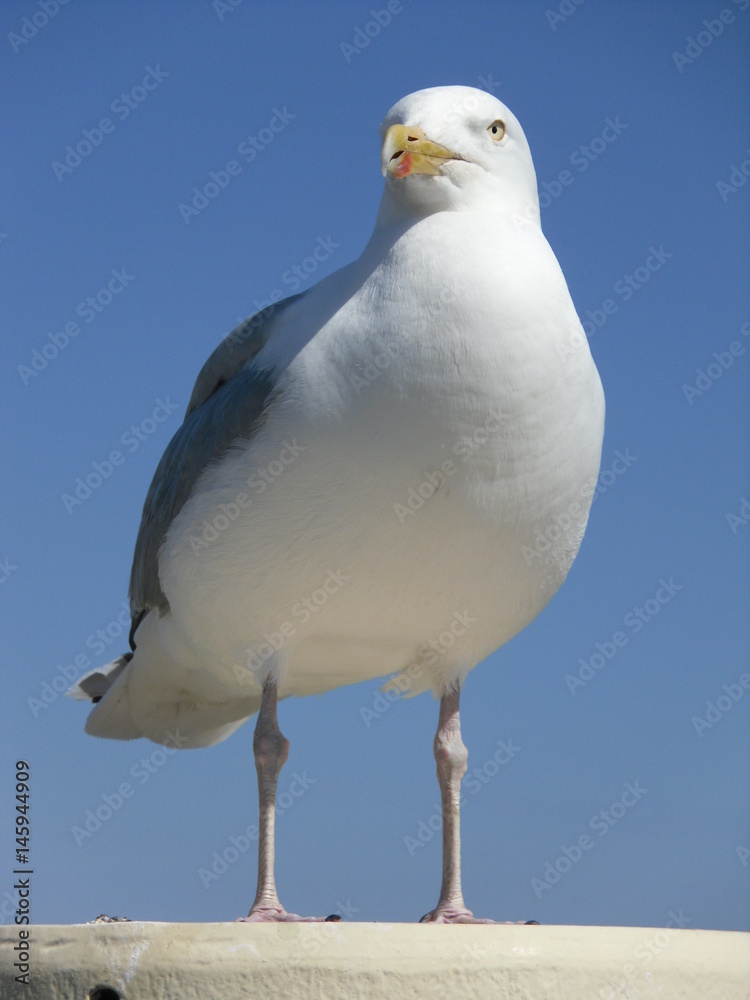 Fototapeta premium Möwe 2