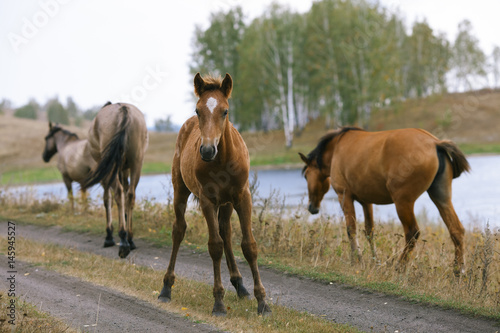 Foal surrounded by mature horses.