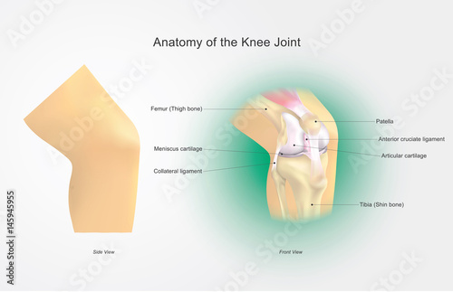Anatomy of the Knee Joint. Anatomy vector graphic. photo