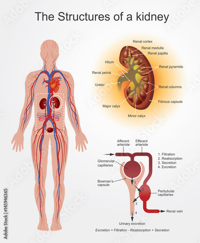 Structures of Kidney. part of human body. Anatomy Arts Vector graphic.