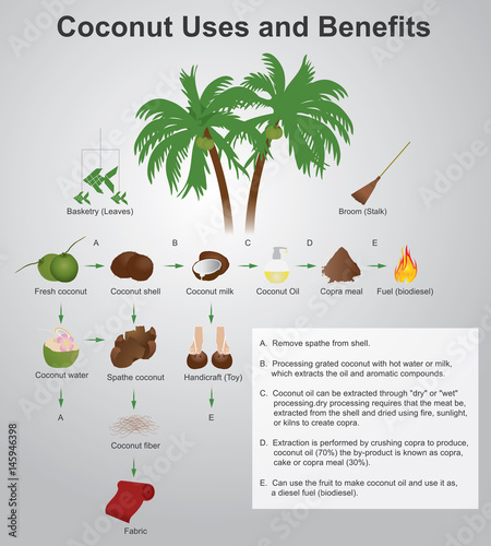 Coconut uses and benefits. Vector graphic.