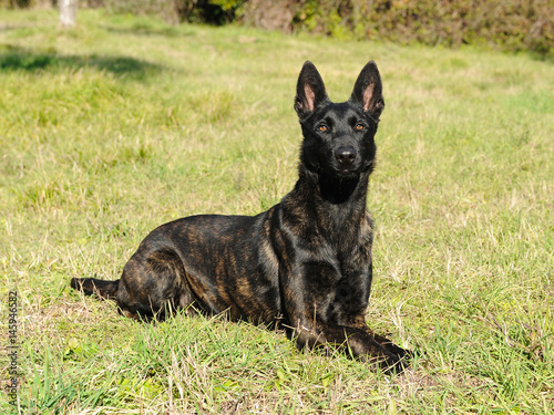 Dutch Shepherd Dog