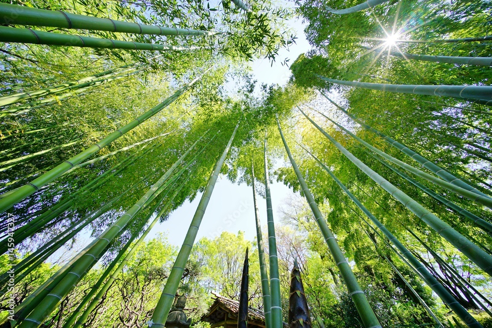 Fototapeta premium 春の竹林