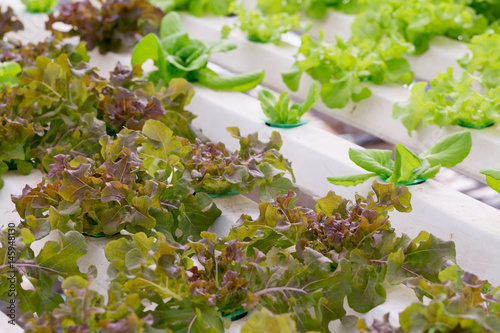 fresh green lettuce in organic farm