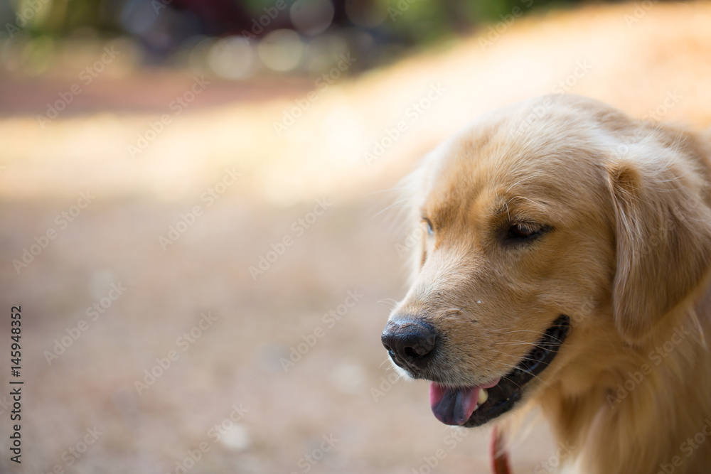 Close-up of a Golden Retriever's face Close-up of a Golden Retriever's face