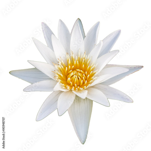 Isolated of white lotus flower on white background.