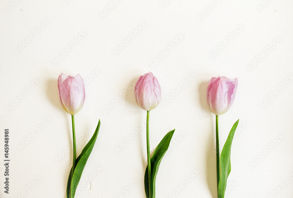 Frame with fresh tulip flowers on a white background.