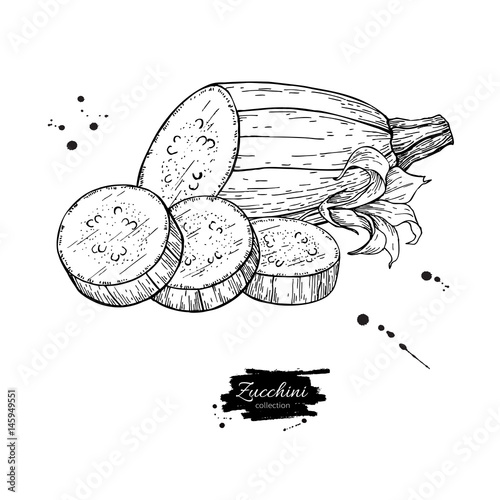 Zucchini hand drawn vector illustration. Isolated Vegetable engr