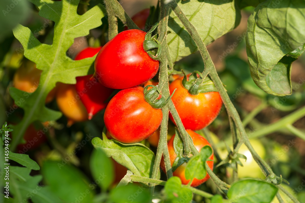 RIpe garden tomatoes ready for picking