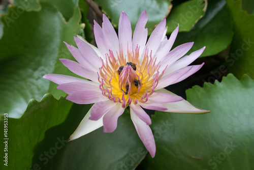 Lotus with bee inside