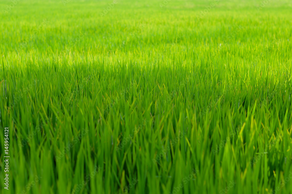 Rice grassland