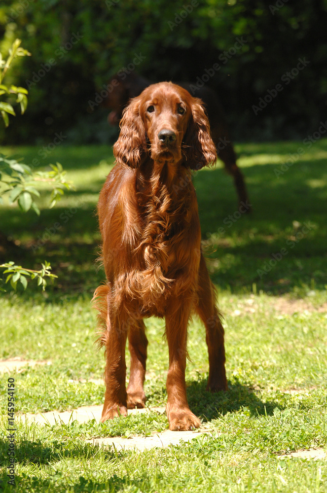 Portrait of Irish Setter or Red Setter