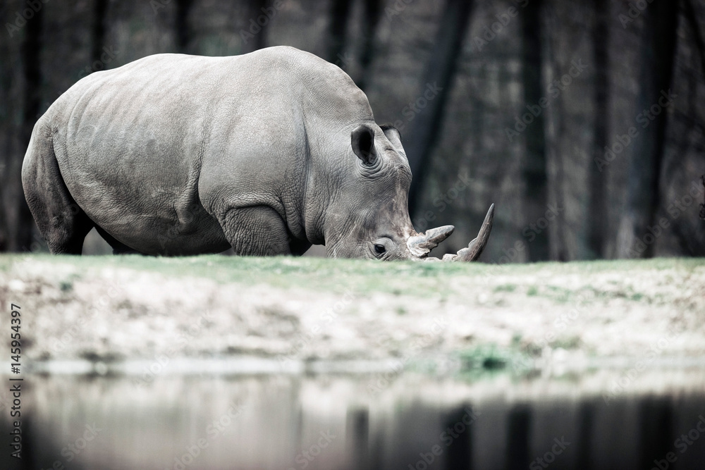 Obraz premium Grazing white rhinoceros near pond in zoo.