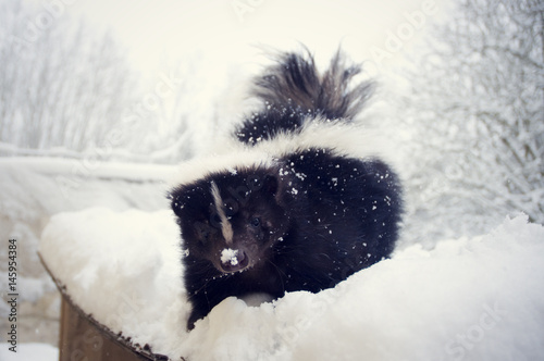 Skunk in winter snowy nature