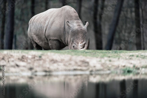 Grazing white rhinoceros near pond in zoo.