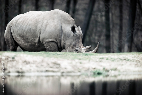 Grazing white rhinoceros near pond in zoo.