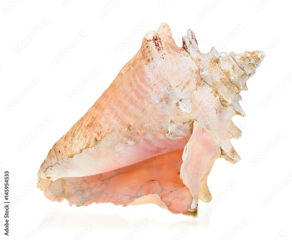 Sea shell isolated on white background Sea shell isolated on white background