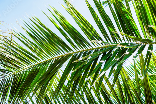 Fototapeta Naklejka Na Ścianę i Meble -  Palm green leaves in tropics, natural texture. Tropical palm and sky