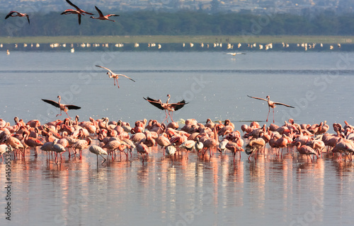 Flock of flamingos from Nakuru. Kenya, Africa