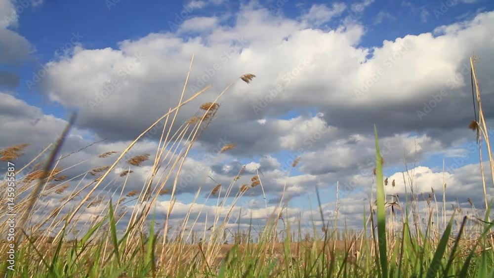 Strong shaken grass and blue sky with white clouds/Strong shaken grass and blue sky with white clouds Strong shaken grass and blue sky with white clouds/Strong shaken grass and blue sky with white clouds