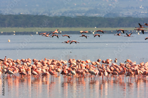 Flamingos from Nakuru. Kenya, Africa