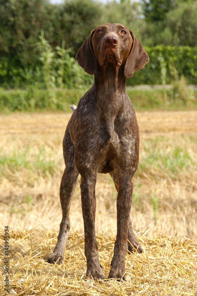 German shorthaired pointer dog