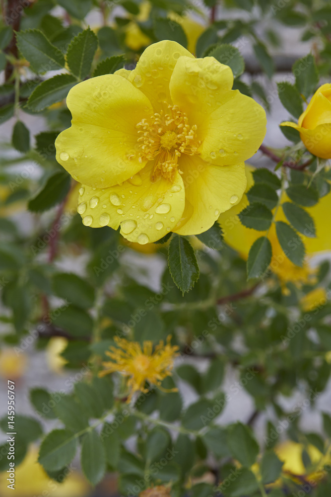 foedita a pink flower blossomed in the garden