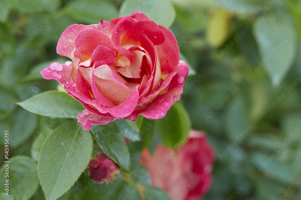 A pink flower in the garden in the rain A pink flower in the garden in the rain